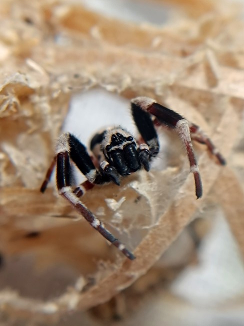 Vue de face de Stegodyphus dufouri mâle adulte