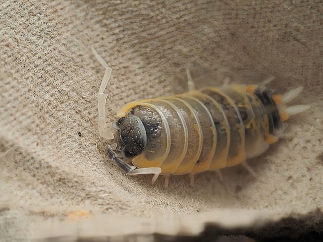 Porcellio ornatus Witch’s Brew – cloporte blanc jaune et noir