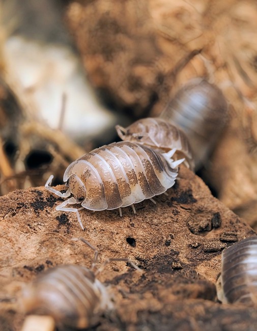 porcellio-laevis-milk-back-lot-10.jpg