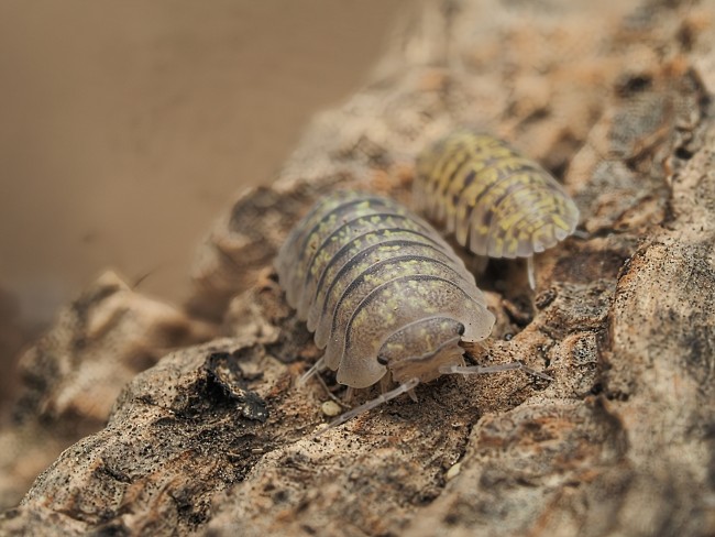 Armadillidium ameglioi cloporte rare Armadillidium ameglioi cloporte rare
