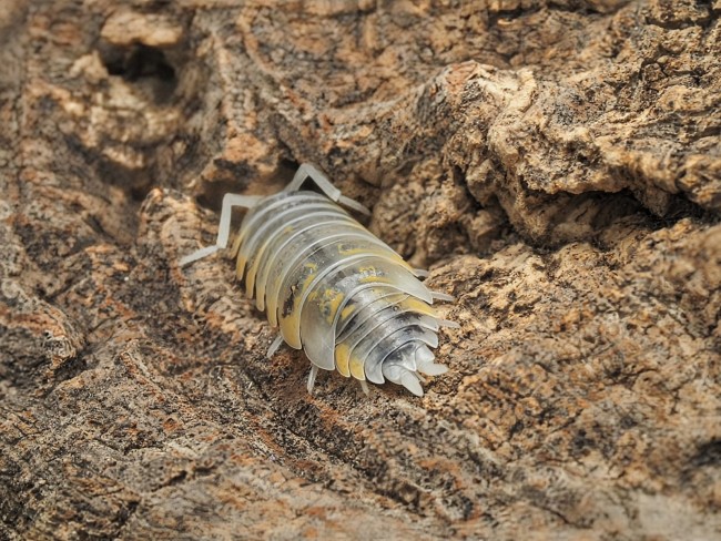 Porcellio ornatus Witch’s Brew – cloporte blanc jaune et noir
