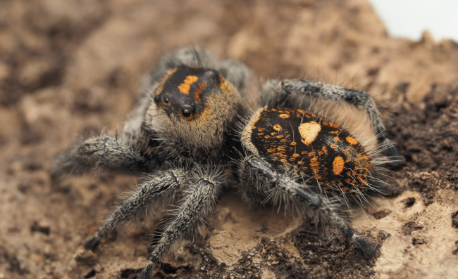 Rowena, femelle adulte Phidippus regius Florida, mère des bébés proposés