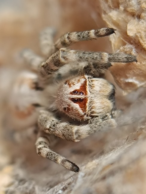 Stegodyphus dufouri adulte sur sa toile