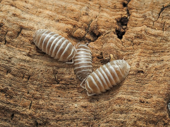 armadillidium-maculatum-champagne-lot-10.jpg armadillidium-maculatum-champagne-lot-10.jpg