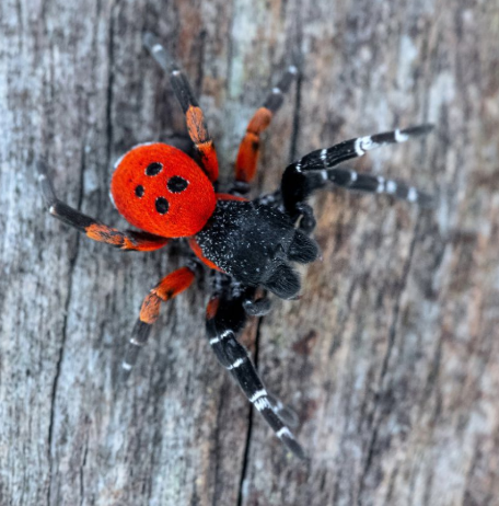ERESUS KOLLARI MALE ADULTE