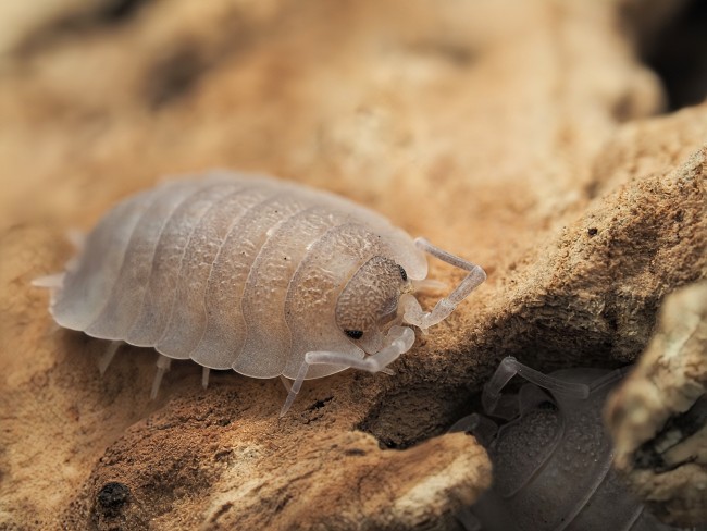 porcellio-baeticensis-lot-10.jpg