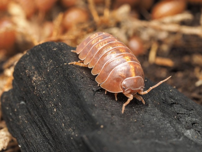 armadillidium-vulgare-red-lot-10.jpg