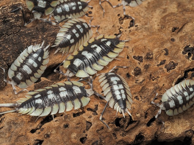 porcellio-expansus-orange-la-senia-cloporte.jpg