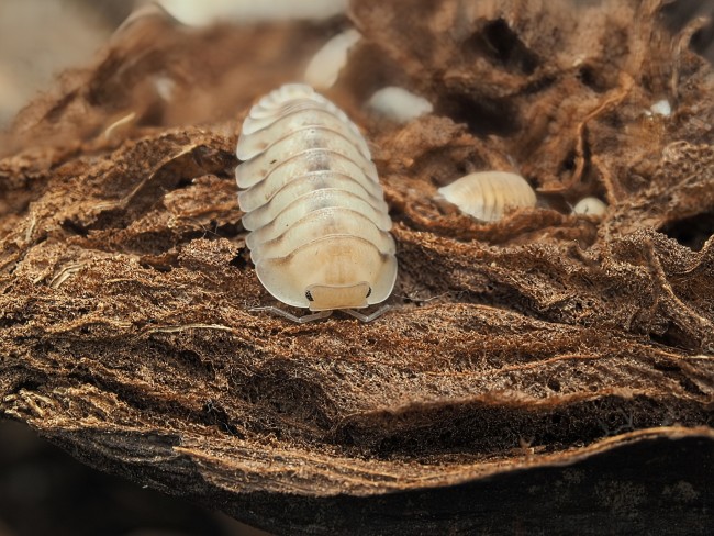 cubaris-sp-caramel-cloporte.jpg