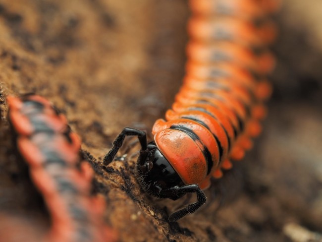Antheromorpha uncinata mille-pattes rouge et noir