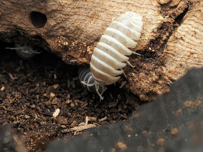 armadillidium-maculatum-champagne-lot-10.jpg armadillidium-maculatum-champagne-lot-10.jpg