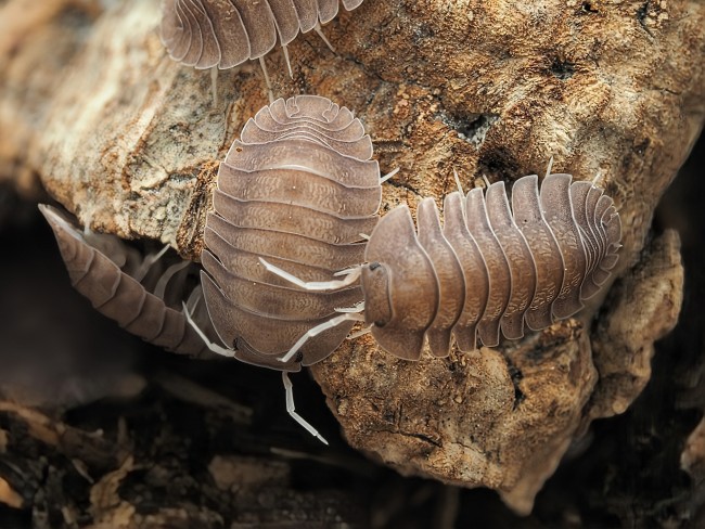 Troglodillo sp. Soil cloporte exotique Troglodillo sp. Soil cloporte exotique