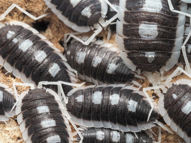 armadillidium-corcyraeum-silver-cloporte.jpg