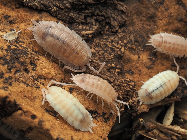 porcellio-scaber-ghost-lot-10.jpg