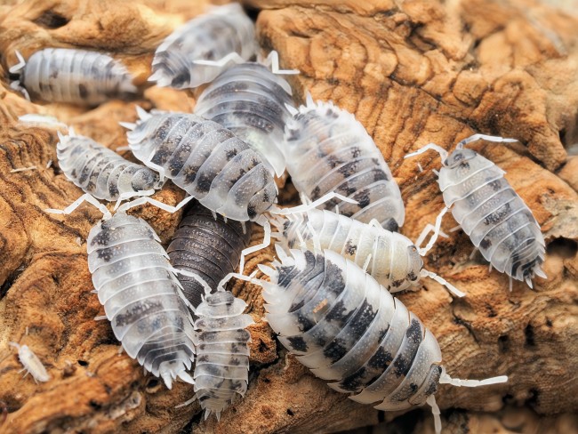 porcellio-scaber-oreo-lot-10.jpg porcellio-scaber-oreo-lot-10.jpg