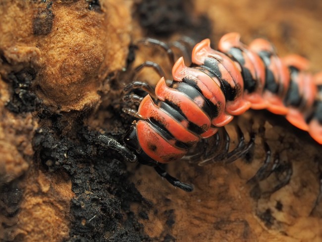 Antheromorpha uncinata mille-pattes rouge et noir