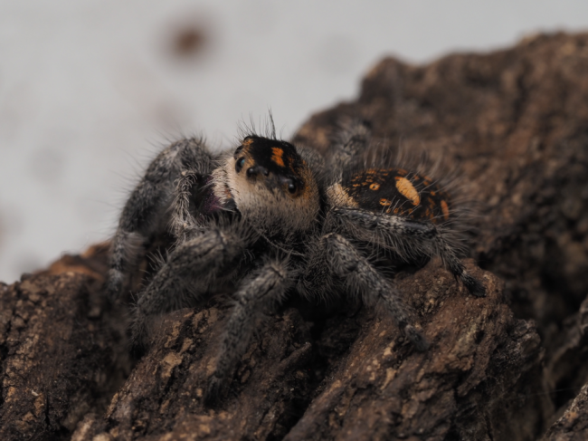 Rowena, femelle adulte Phidippus regius Florida, mère des bébés proposés