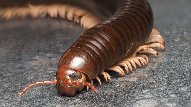 thyropygus-sp-trang-iule-geant-asiatique.jpg 