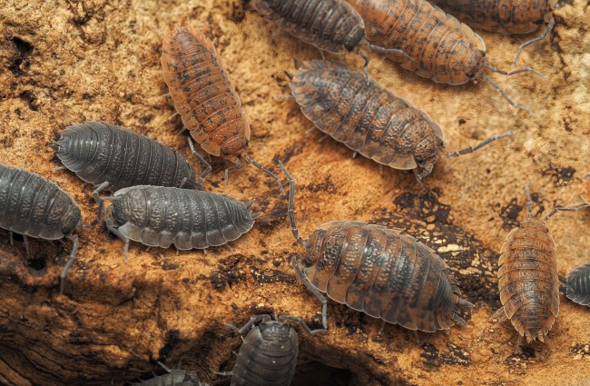 porcellio-scaber-calico-lot-10.jpg porcellio-scaber-calico-lot-10.jpg