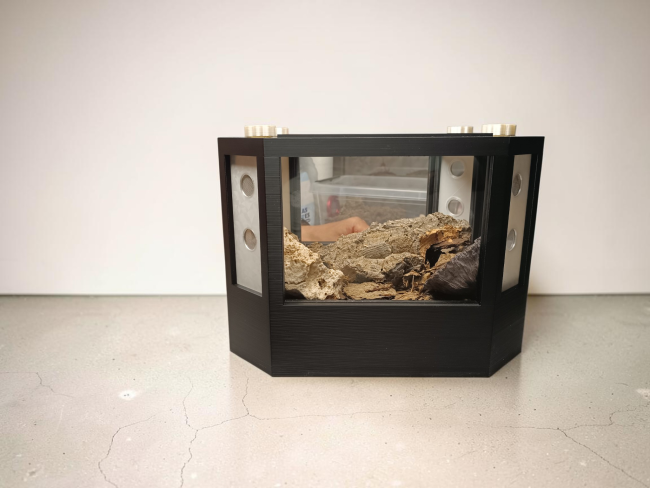 terrarium-vista-cloportes-arthropodes-didippus.jpg