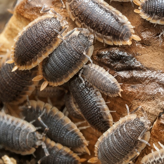 porcellio-echinatus-orange-skirt-lot-10.jpg