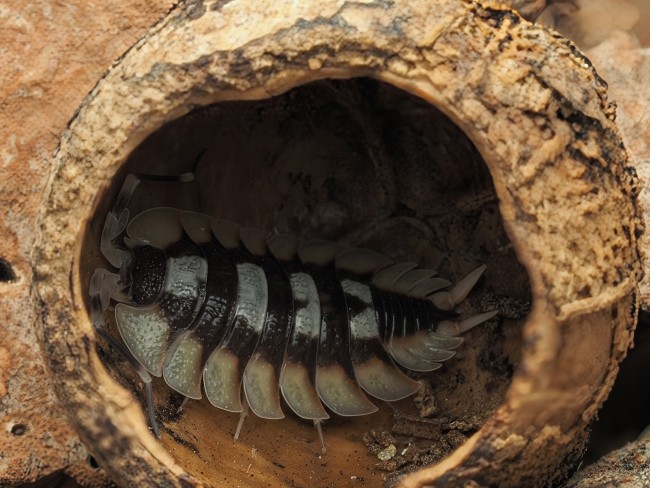 porcellio-expansus-tortosa-cloporte.jpg