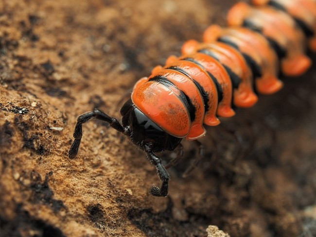 Antheromorpha uncinata mille-pattes rouge et noir