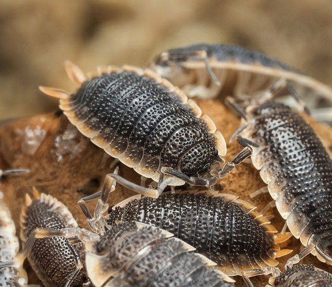 porcellio-echinatus-orange-skirt-lot-10.jpg