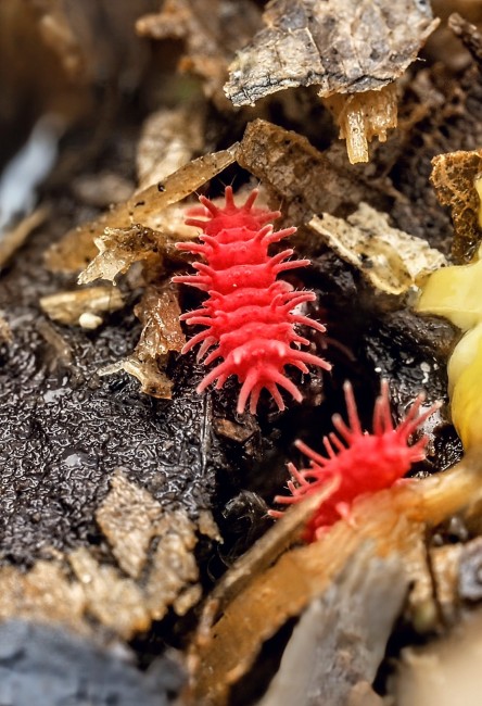 rambutanura-sp-thai-spiky-collembole.webpfbad5713-3d9e-4dad-b7fe-88be5f3b720e-1_all_3798 rambutanura-sp-thai-spiky-collembole.webp