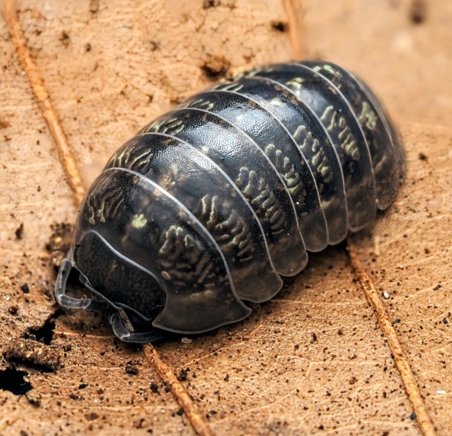 armadillidium-stagnoense-lot-10.jpg
