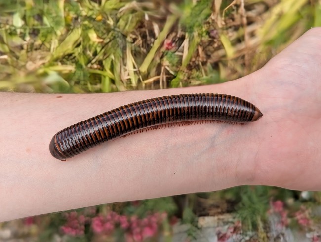 pelmatojulus-tectus-iule-geant-tricolore.jpg