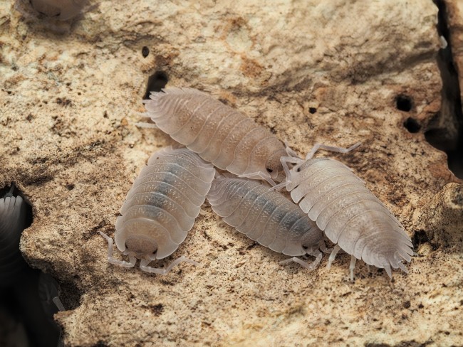 porcellio-baeticensis-lot-10.jpg