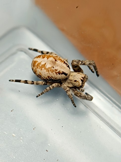 Stegodyphus dufouri  de dessus femelle