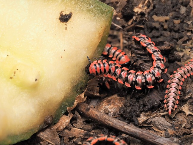 Antheromorpha uncinata mille-pattes rouge et noir
