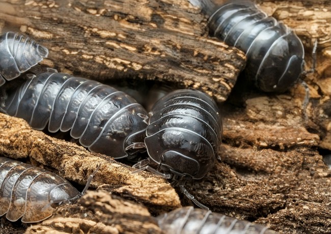 armadillidium-stagnoense-lot-10.jpg