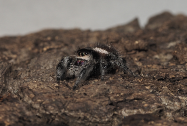 phidippus-regius-florida-elena-femelle-adulte.jpg Elena, femelle adulte Phidippus regius Florida, mère des bébés proposés