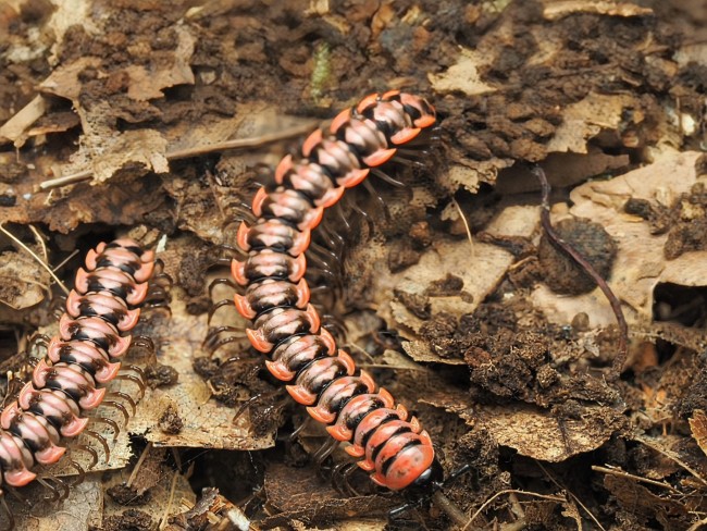 Antheromorpha uncinata mille-pattes rouge et noir