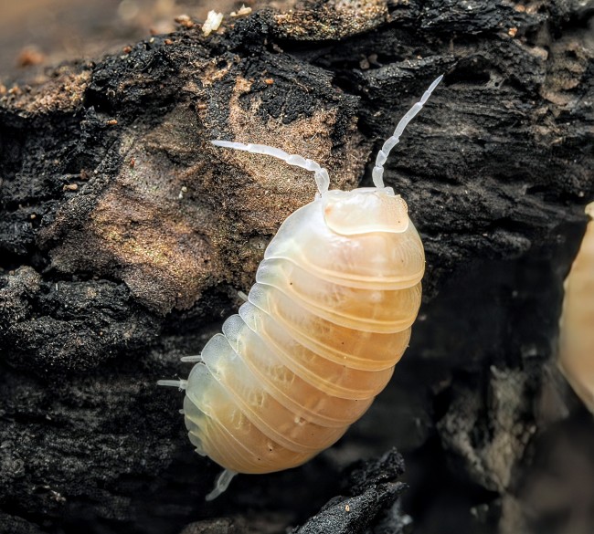 armadillidium-vulgare-t-plus-albino-lot-10.jpg