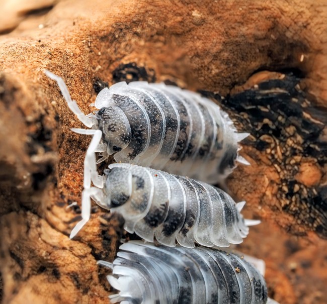 porcellio-scaber-oreo-lot-10.jpg porcellio-scaber-oreo-lot-10.jpg