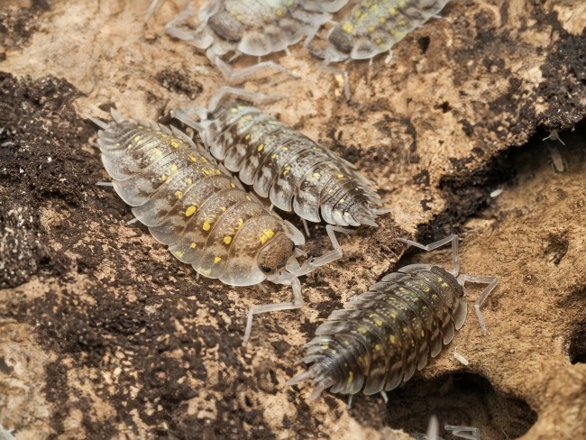 porcellio-haasi-bright-form-lot-10.jpg