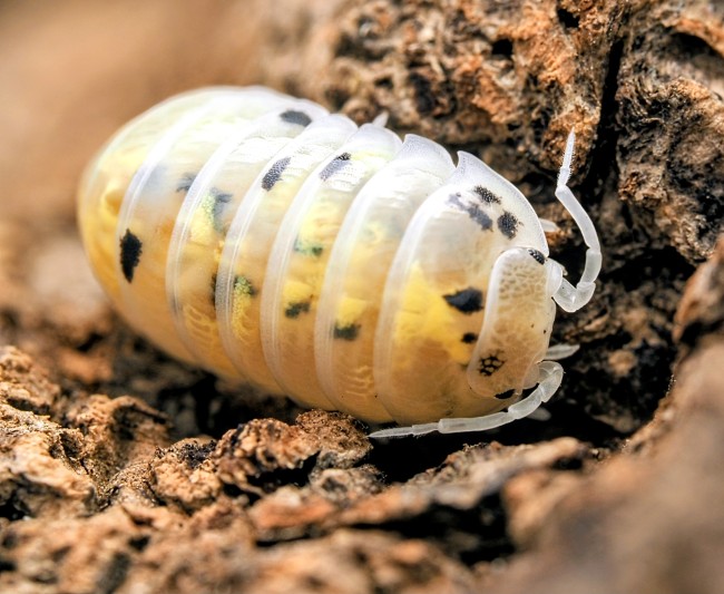 Armadillidium vulgare Magic Potion 