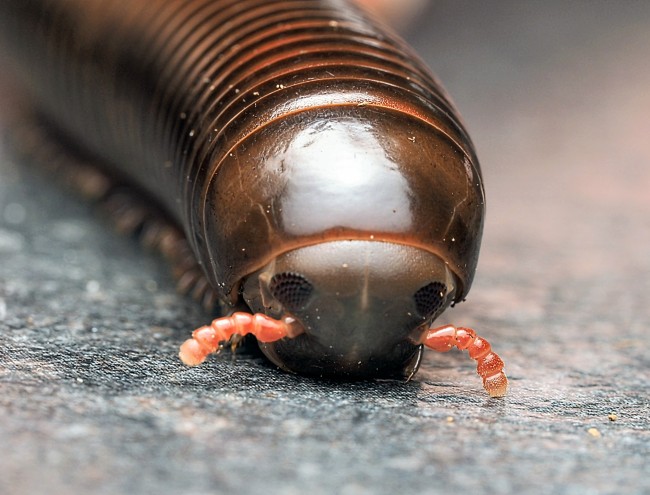pelmatojulus-tectus-iule-geant-tricolore.jpg