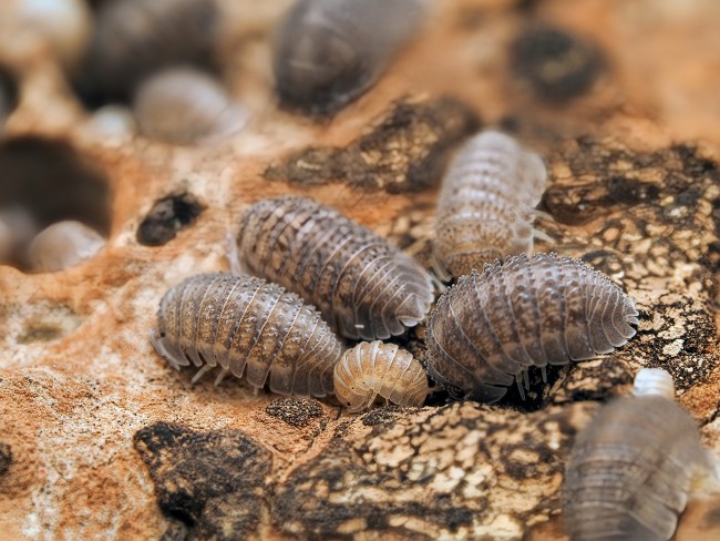 armadillidium-serratum-lot-10.jpg