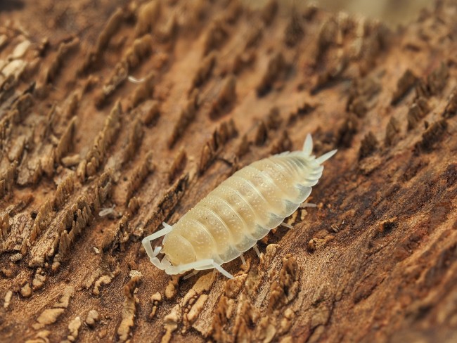 porcellio-scaber-white-out-lot-10.jpg