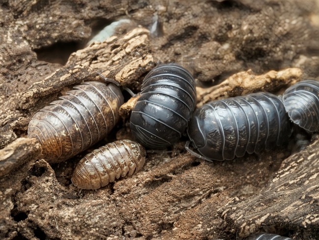 armadillidium-stagnoense-lot-10.jpg