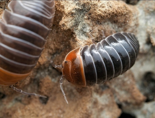 Armadillidium flavoscutatum Redhead cloporte tête rouge