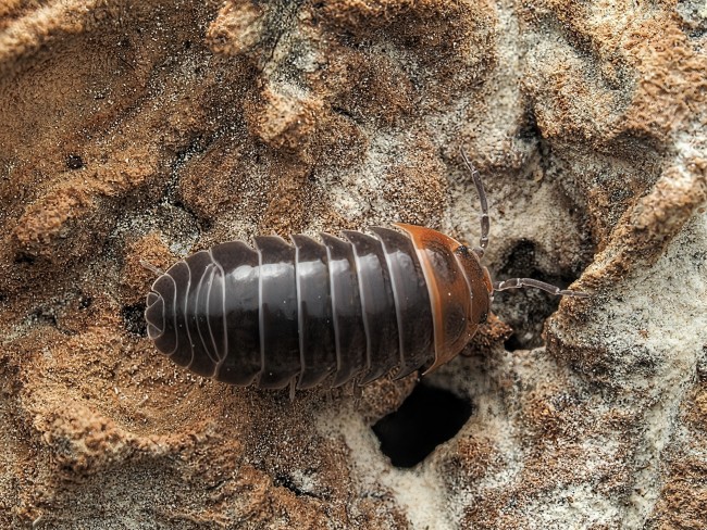 Armadillidium flavoscutatum Redhead cloporte tête rouge