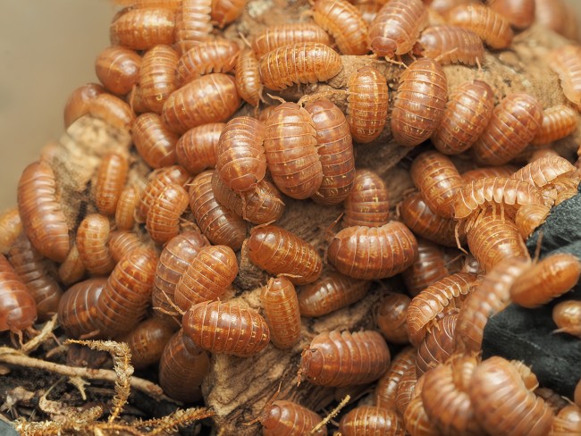 armadillidium-vulgare-red-lot-10.jpg