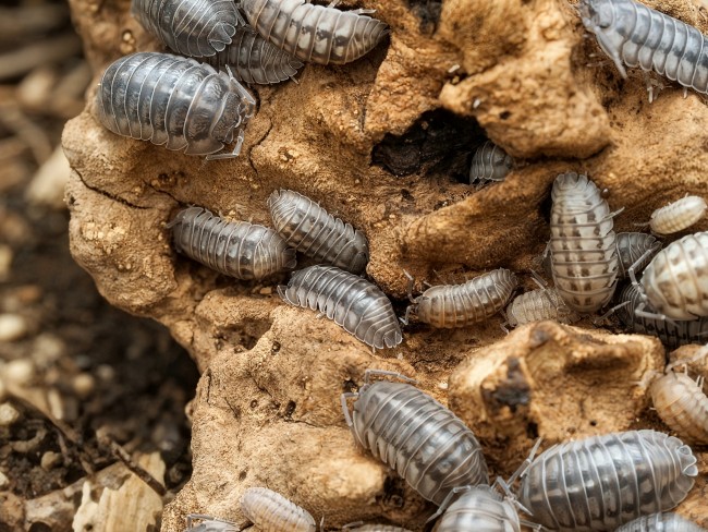 armadillidium-nasatum-lot-10