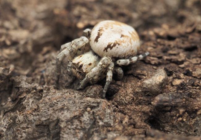 Stegodyphus dufouri femelle adulte